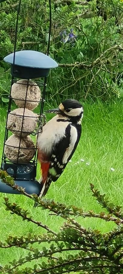Woodpeckers Cottage Scarborough Exteriér fotografie